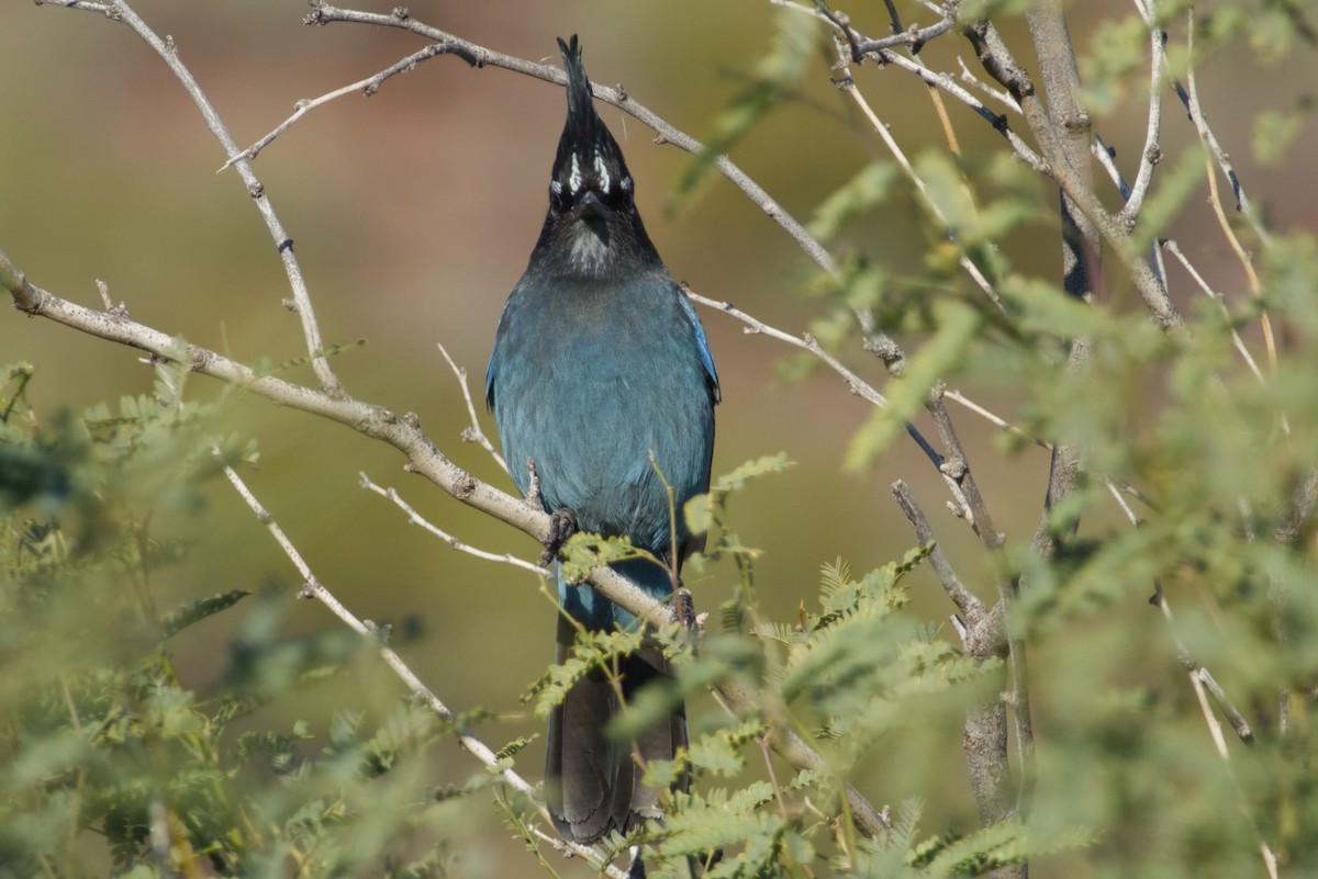 Steller Kargası [diademata grubu] - ML646327263