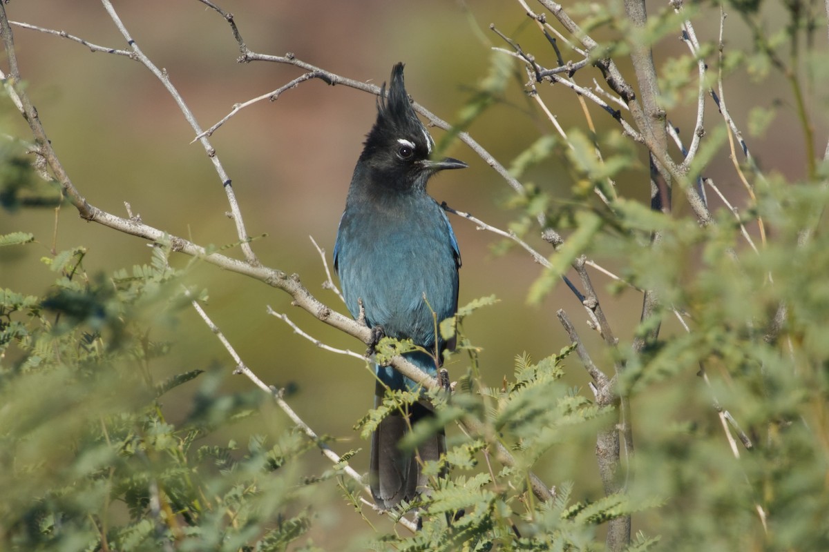 Steller Kargası [diademata grubu] - ML646327264