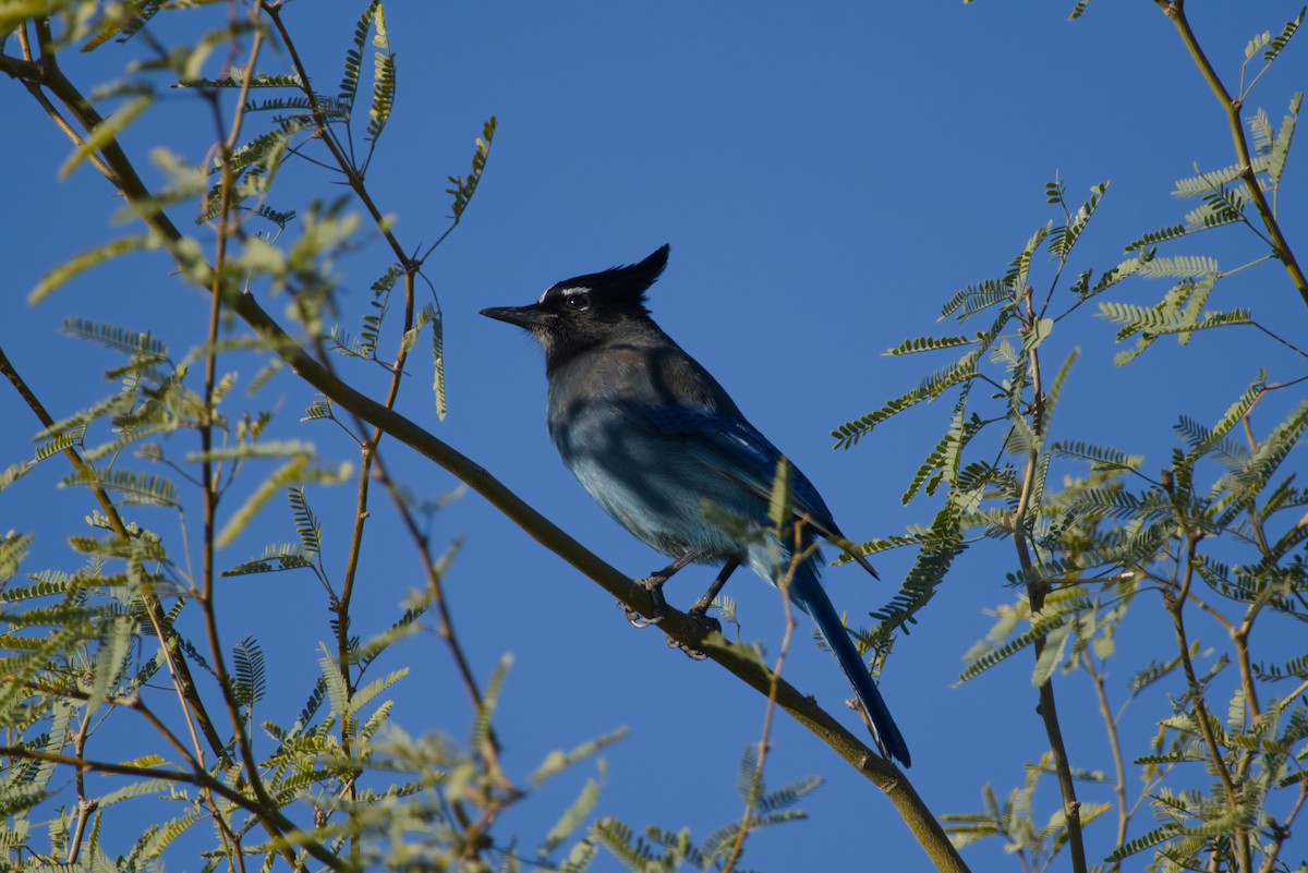Steller Kargası [diademata grubu] - ML646327265
