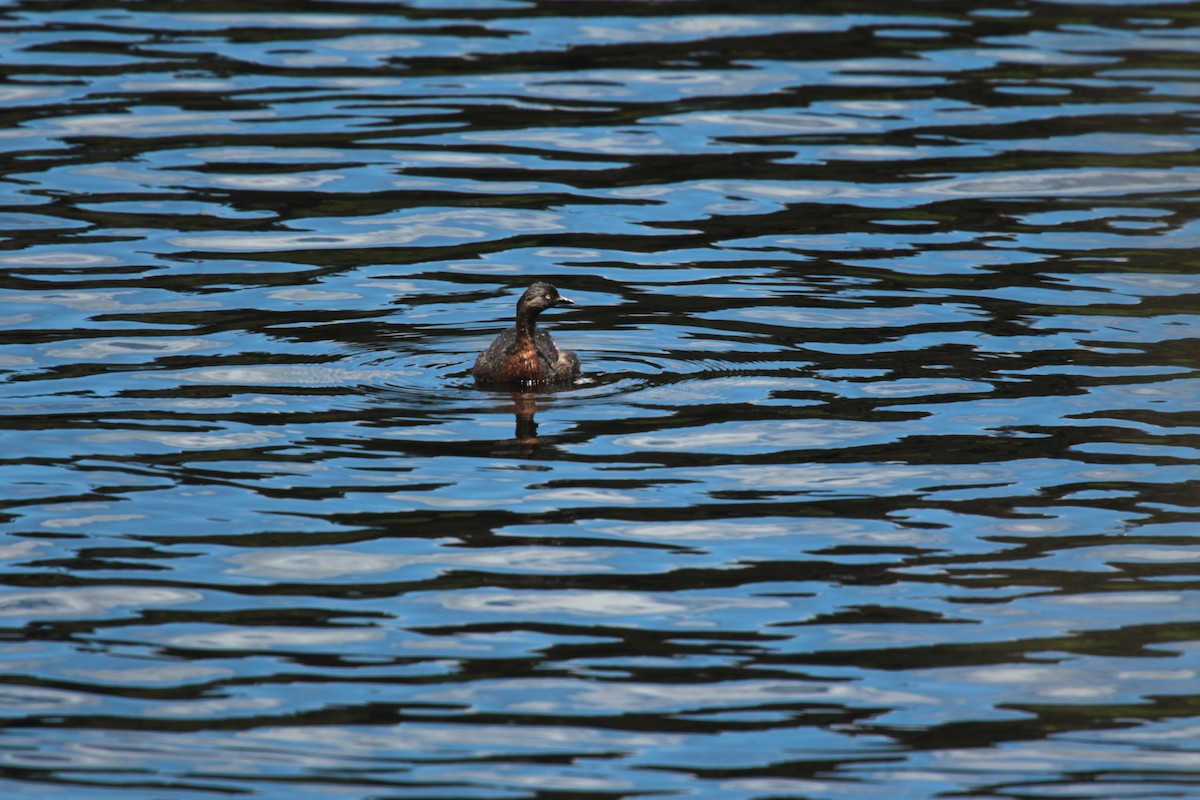 New Zealand Grebe - ML646327268