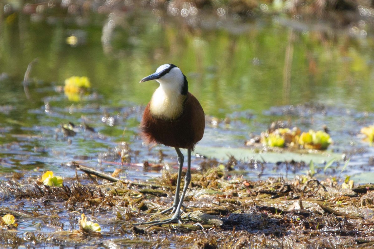 Afrika Jakanası - ML646327270