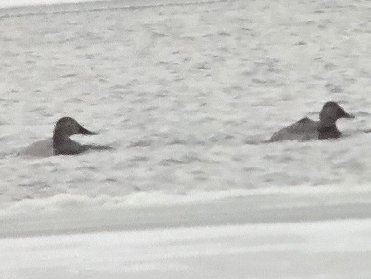 Canvasback - ML646327276