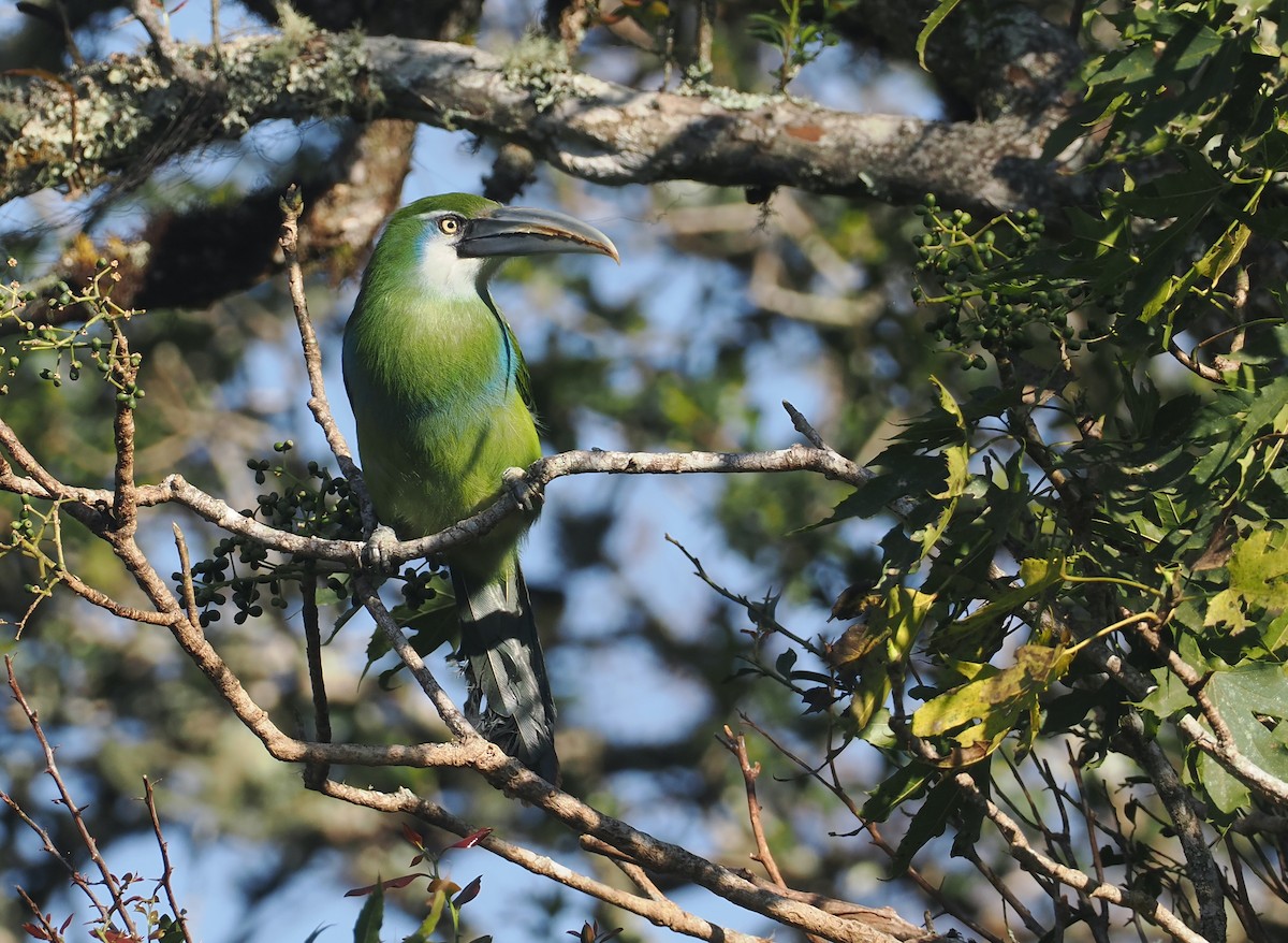 Blue-banded Toucanet - ML646327282