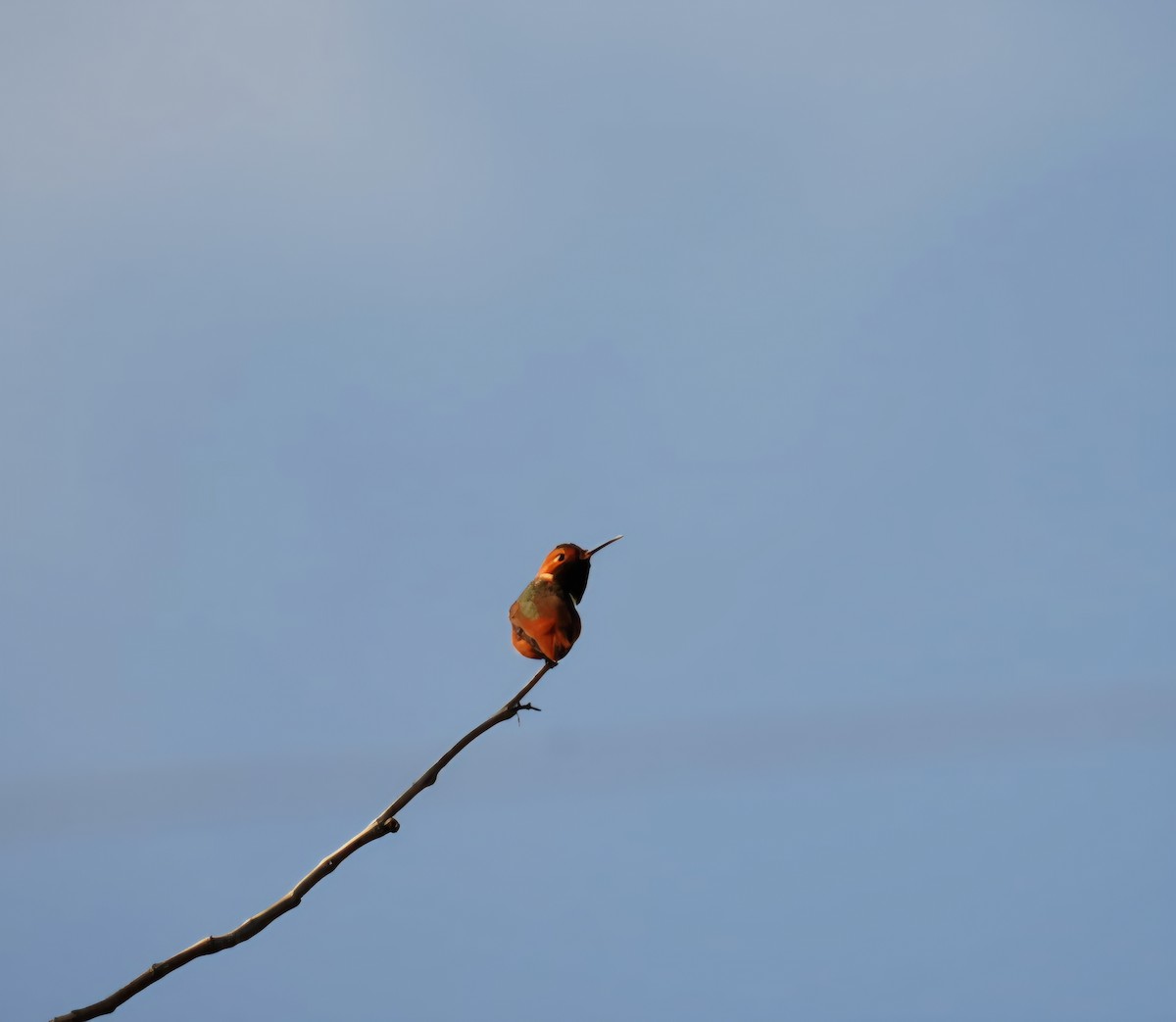 kalypta Allenova - ML646327283