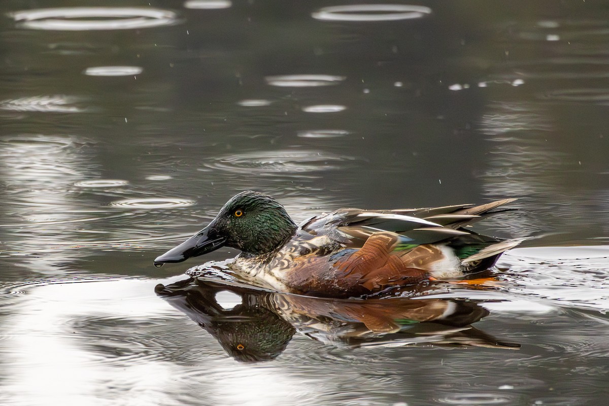 Mestolone - ML646327284