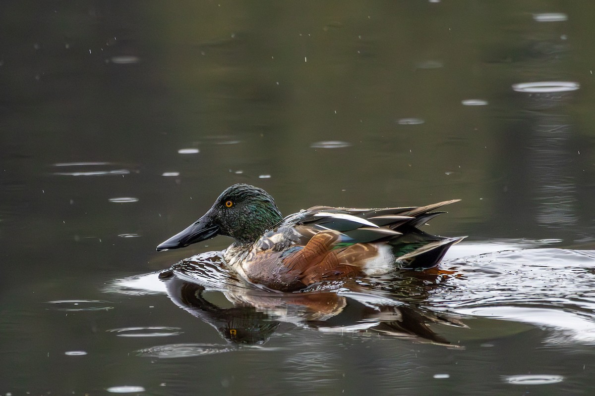 Mestolone - ML646327285