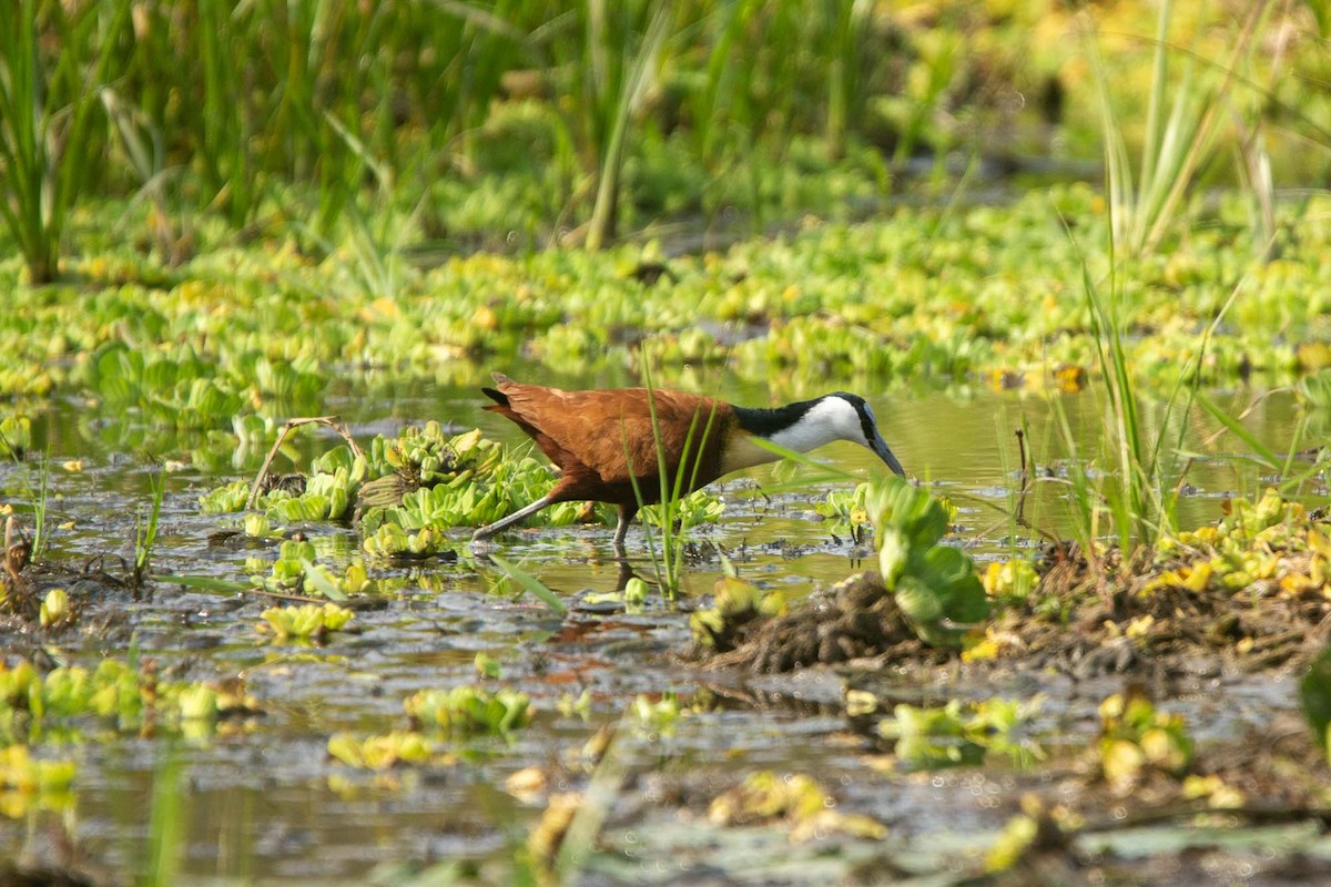 Afrika Jakanası - ML646327288