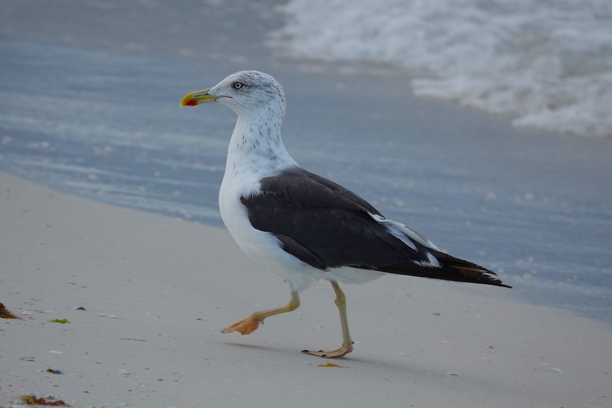 Lesser Black-backed Gull - ML646327289