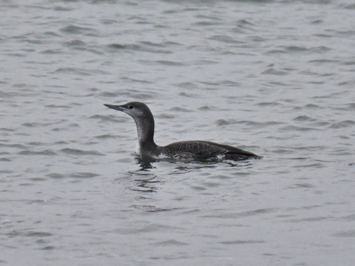 Plongeon catmarin - ML646327293