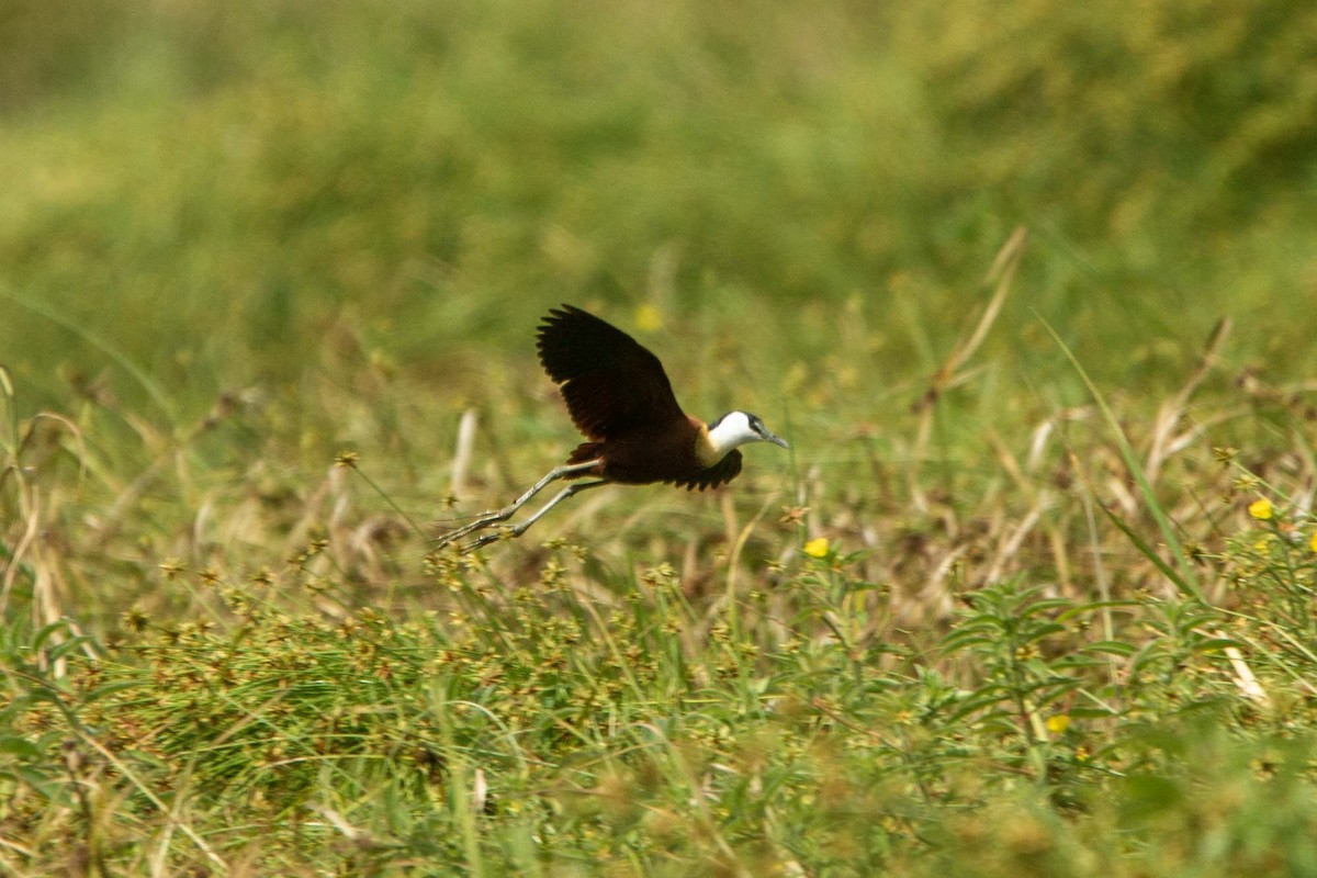 Afrika Jakanası - ML646327294