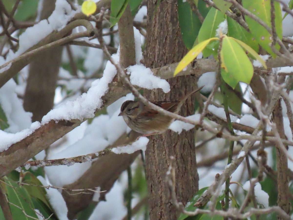 Swamp Sparrow - ML646327295