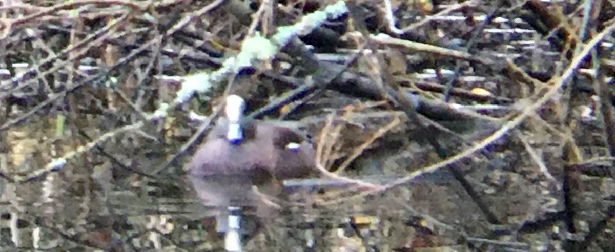 American Wigeon - ML646327300