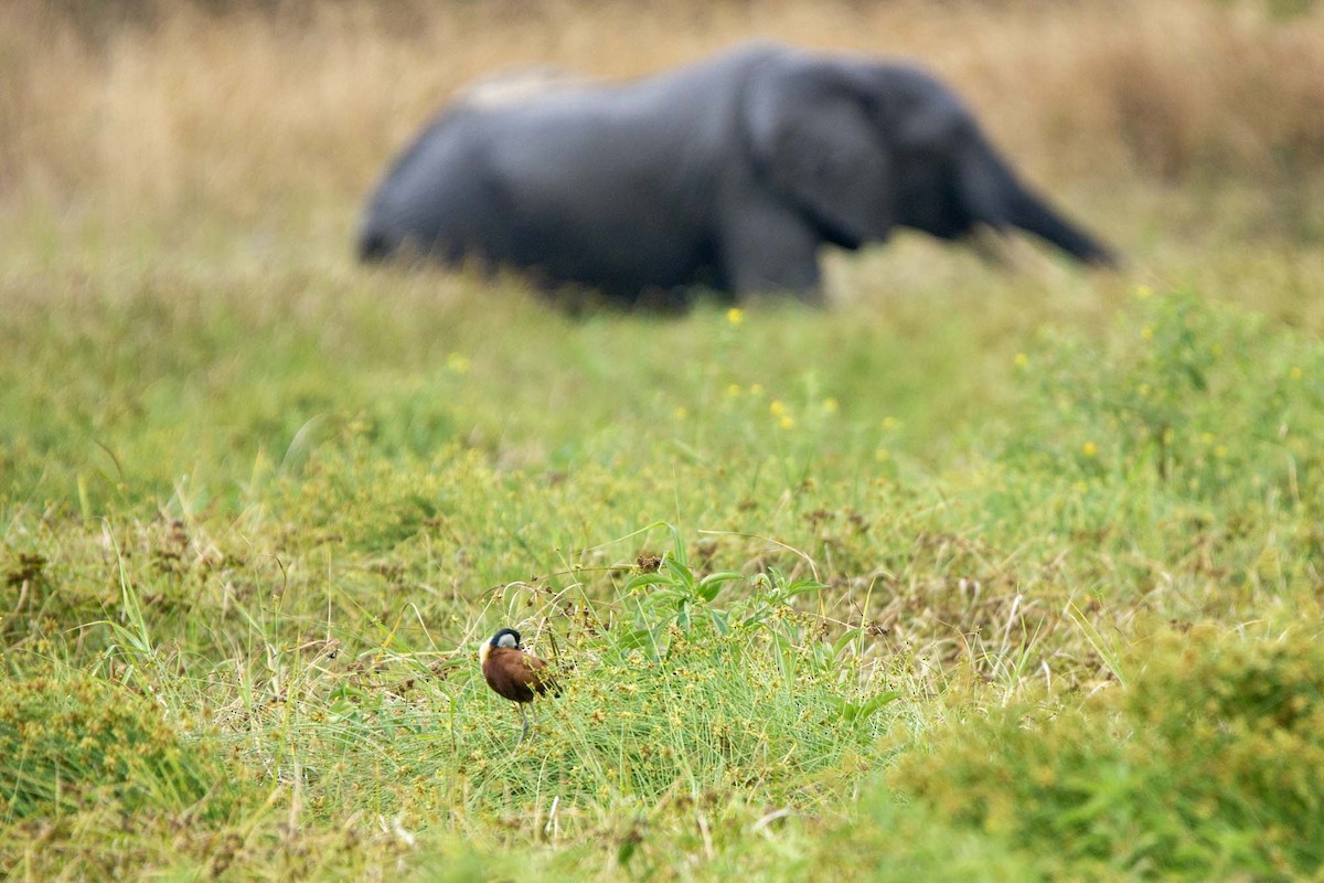 Afrika Jakanası - ML646327302