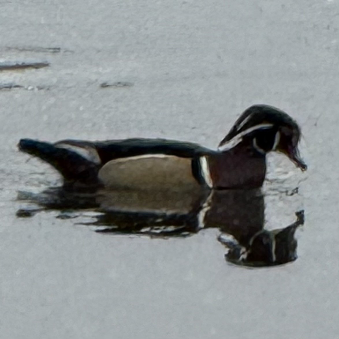 Wood Duck - ML646327305