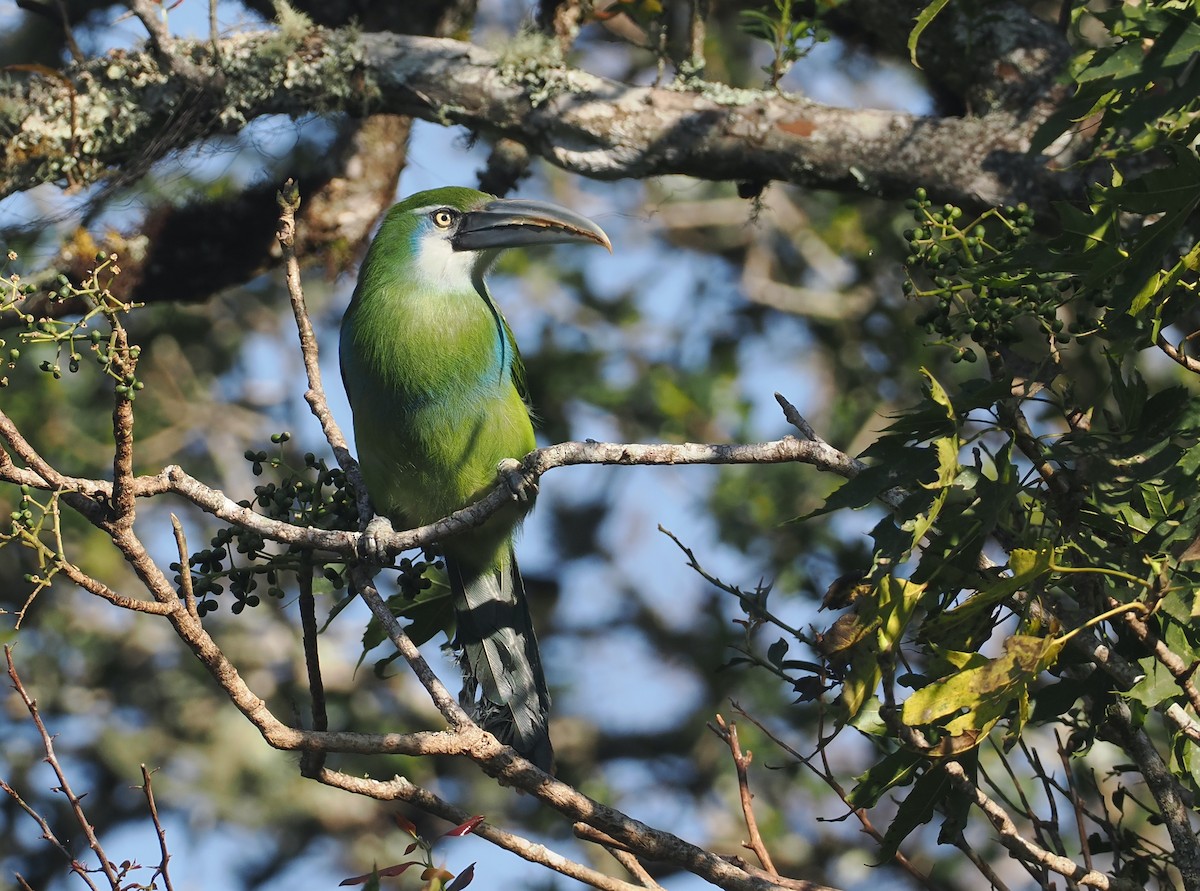 Blue-banded Toucanet - ML646327306