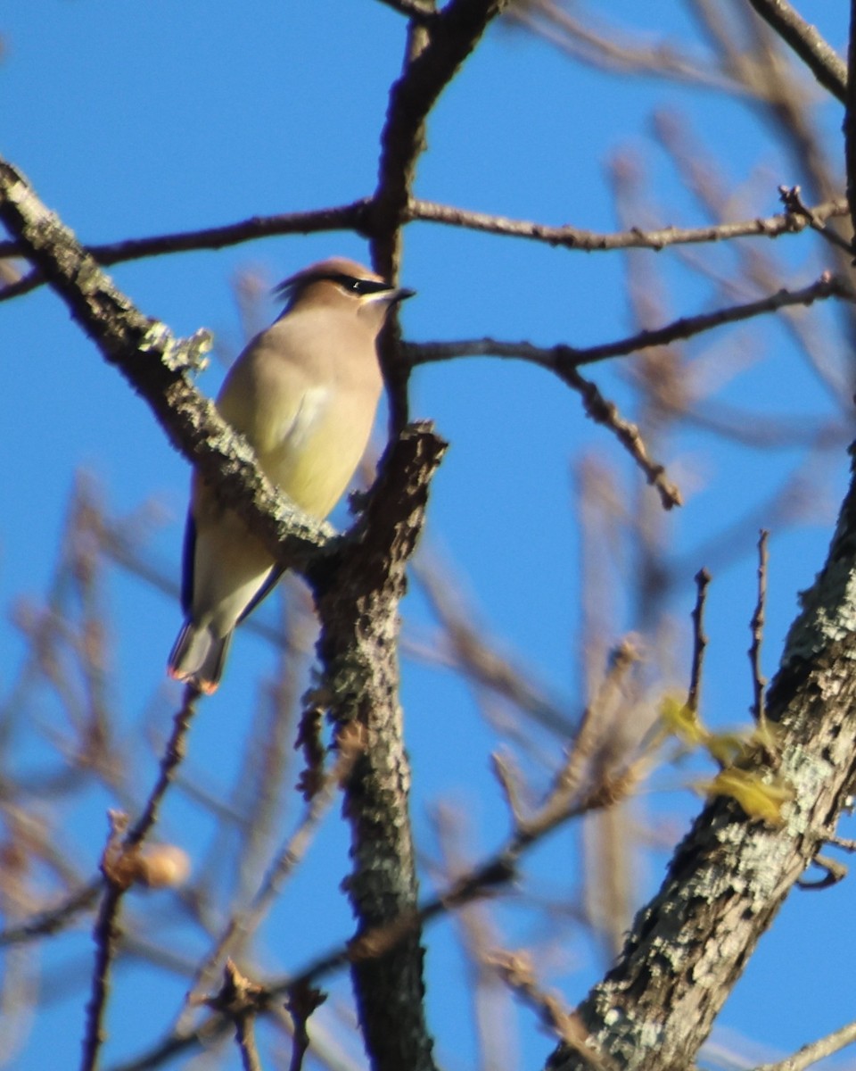 brkoslav americký - ML646327314