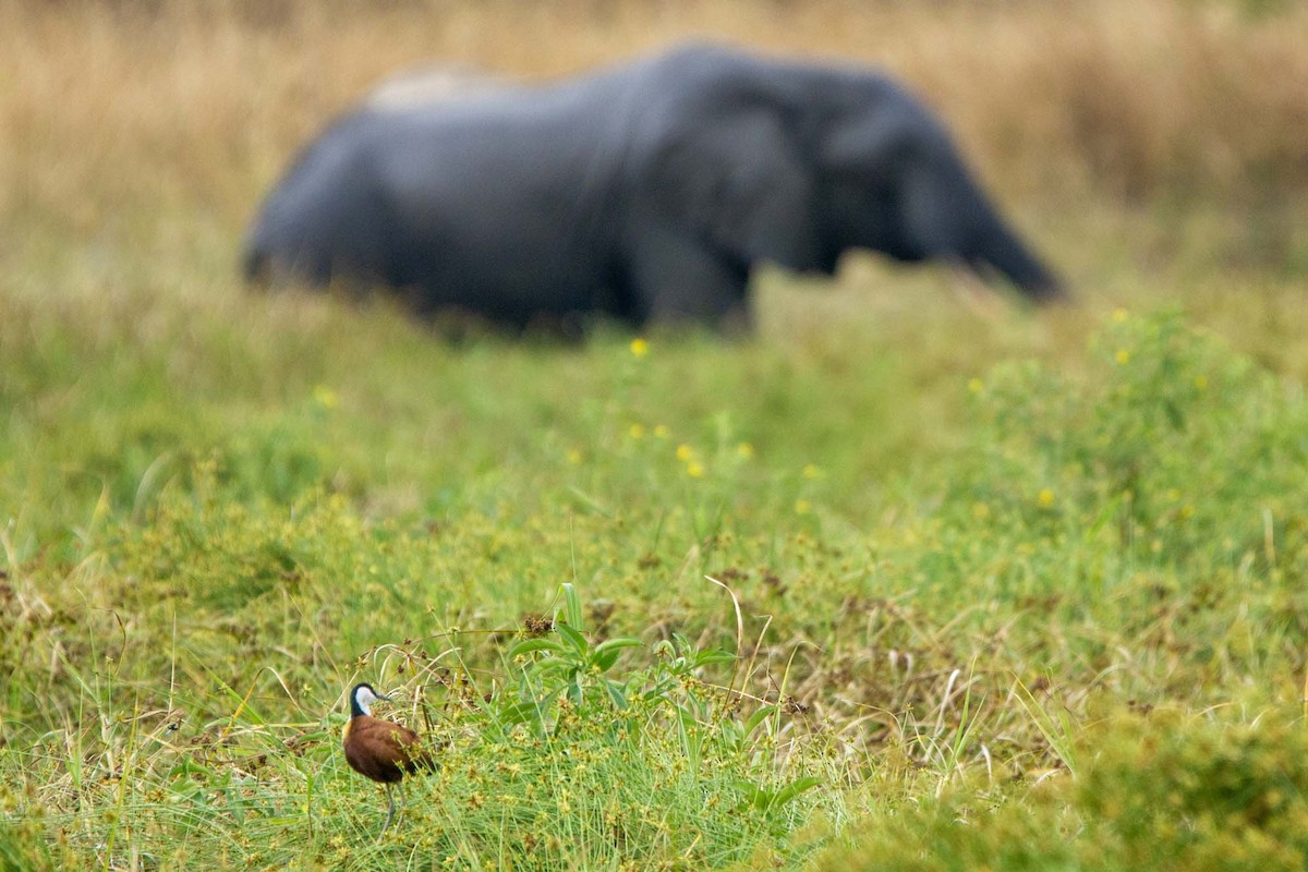 Afrika Jakanası - ML646327315