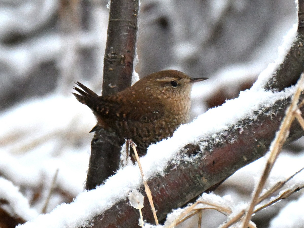 フユミソサザイ - ML646327317