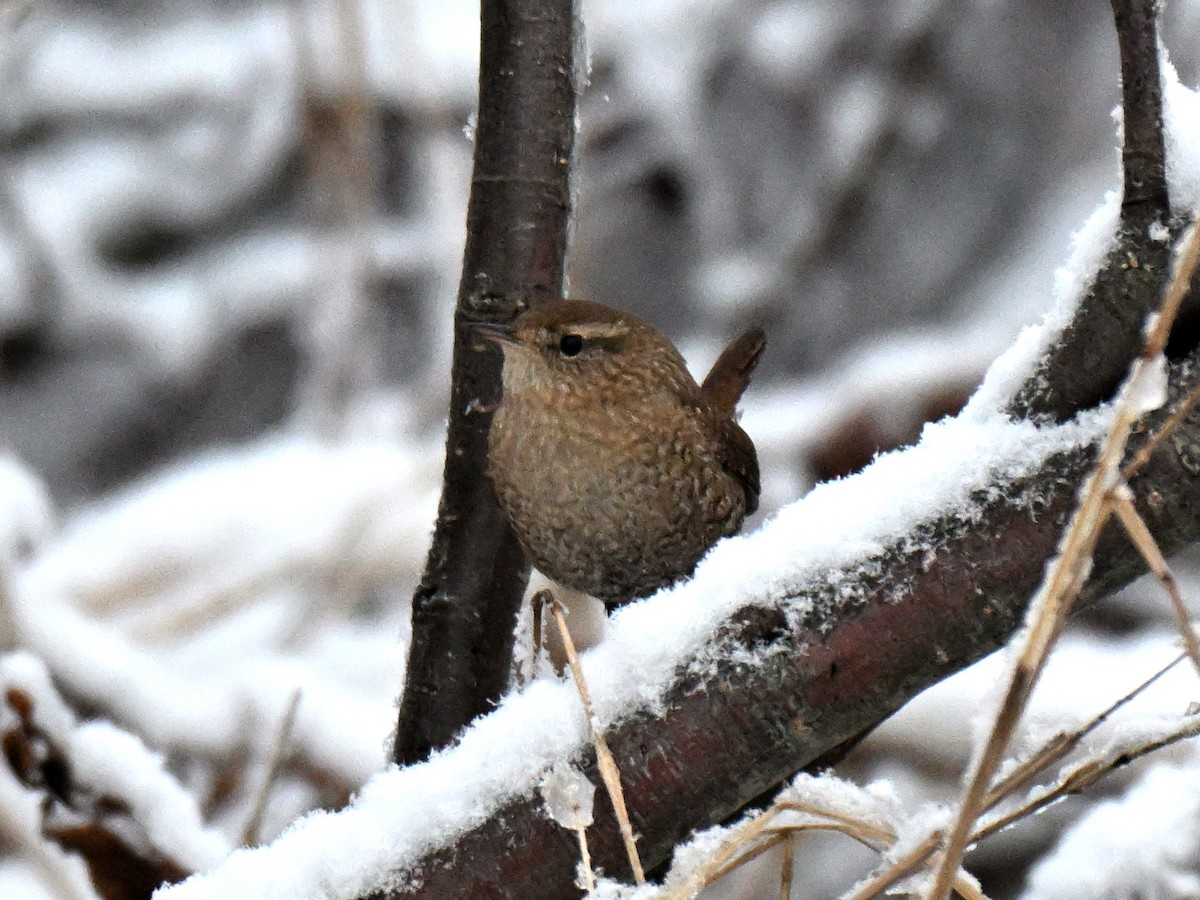 フユミソサザイ - ML646327318