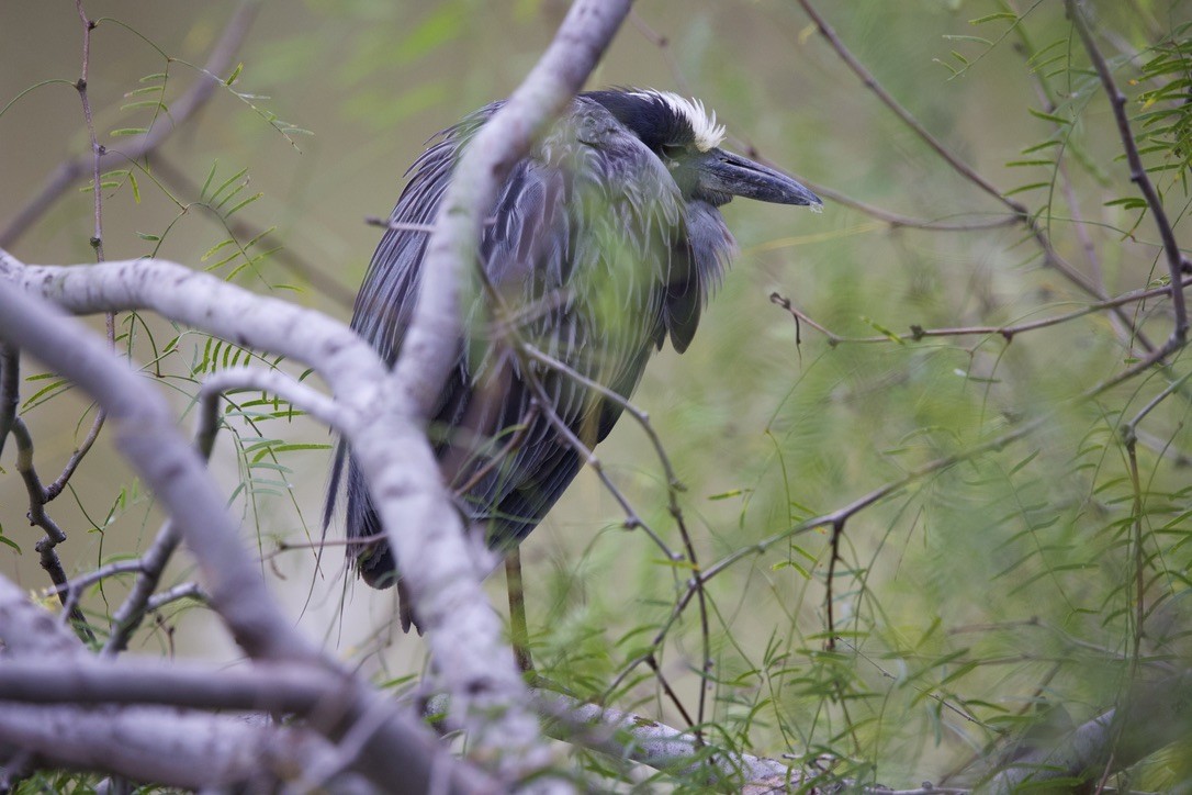 אנפת לילה צהובת-כיפה - ML646327319