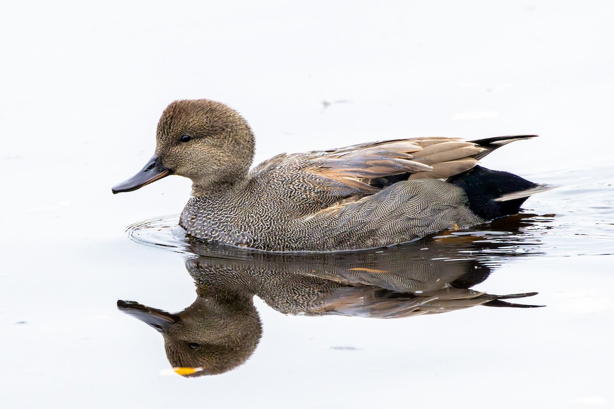 Серая утка - ML646327320