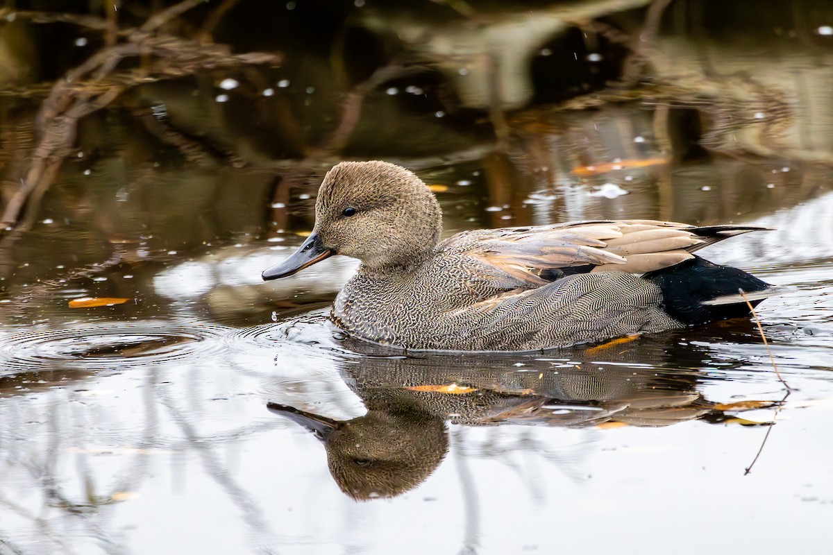 Серая утка - ML646327321