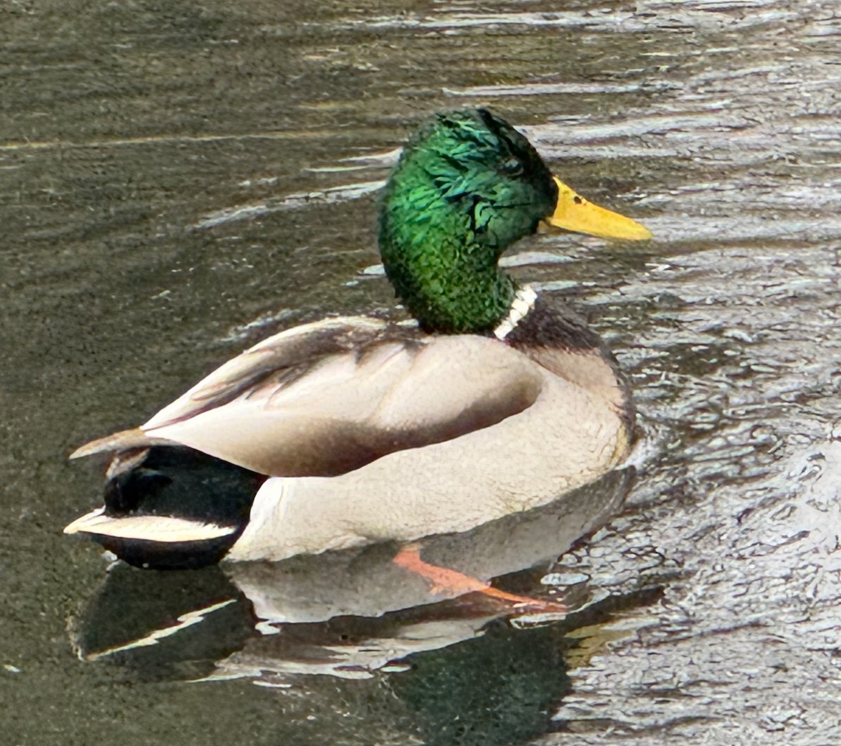 Mallard - ML646327322