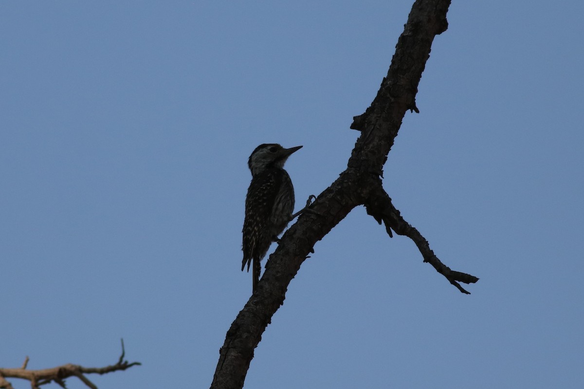 Cardinal Woodpecker - ML646327330