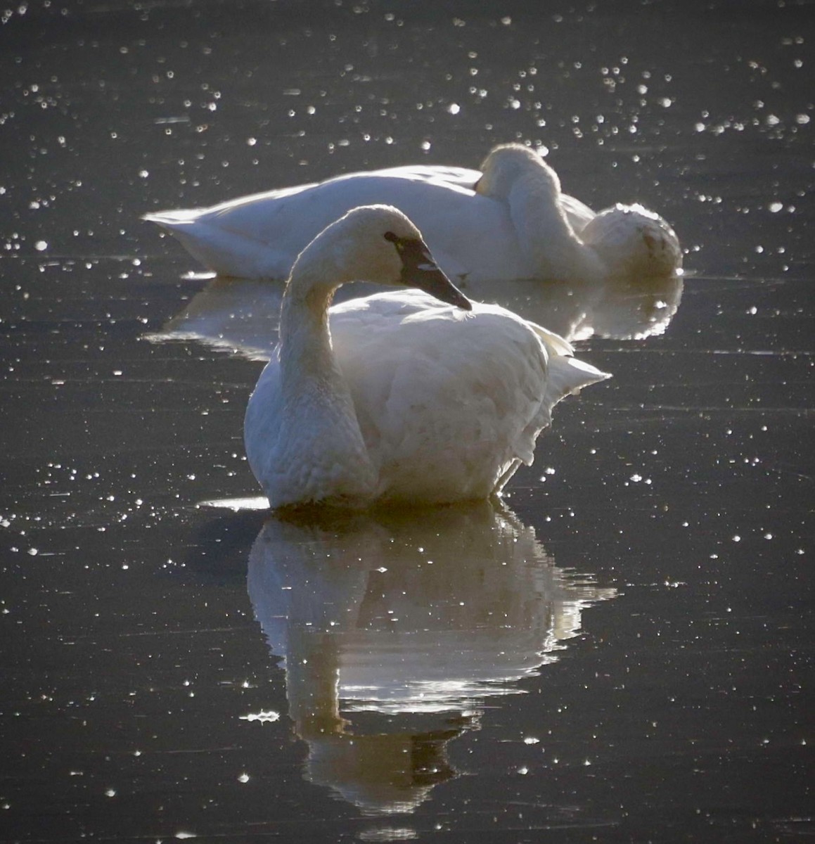 Tundra Swan - ML646327331