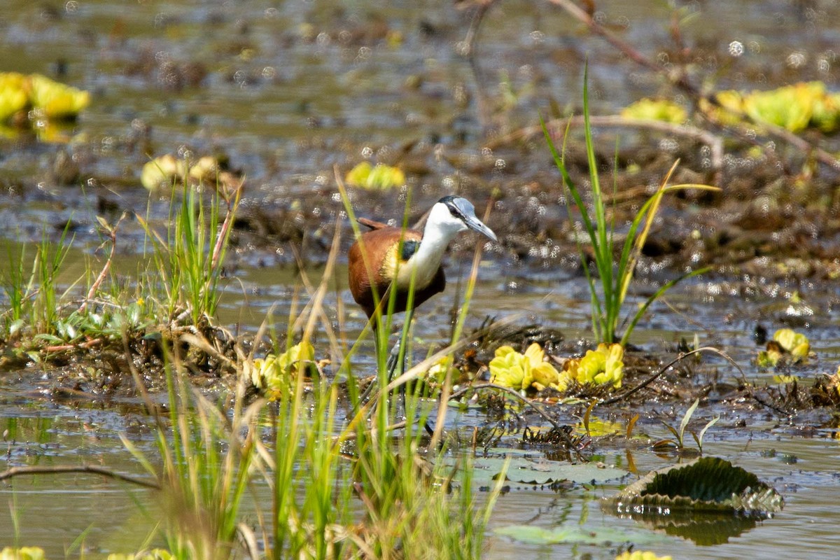 Afrika Jakanası - ML646327332