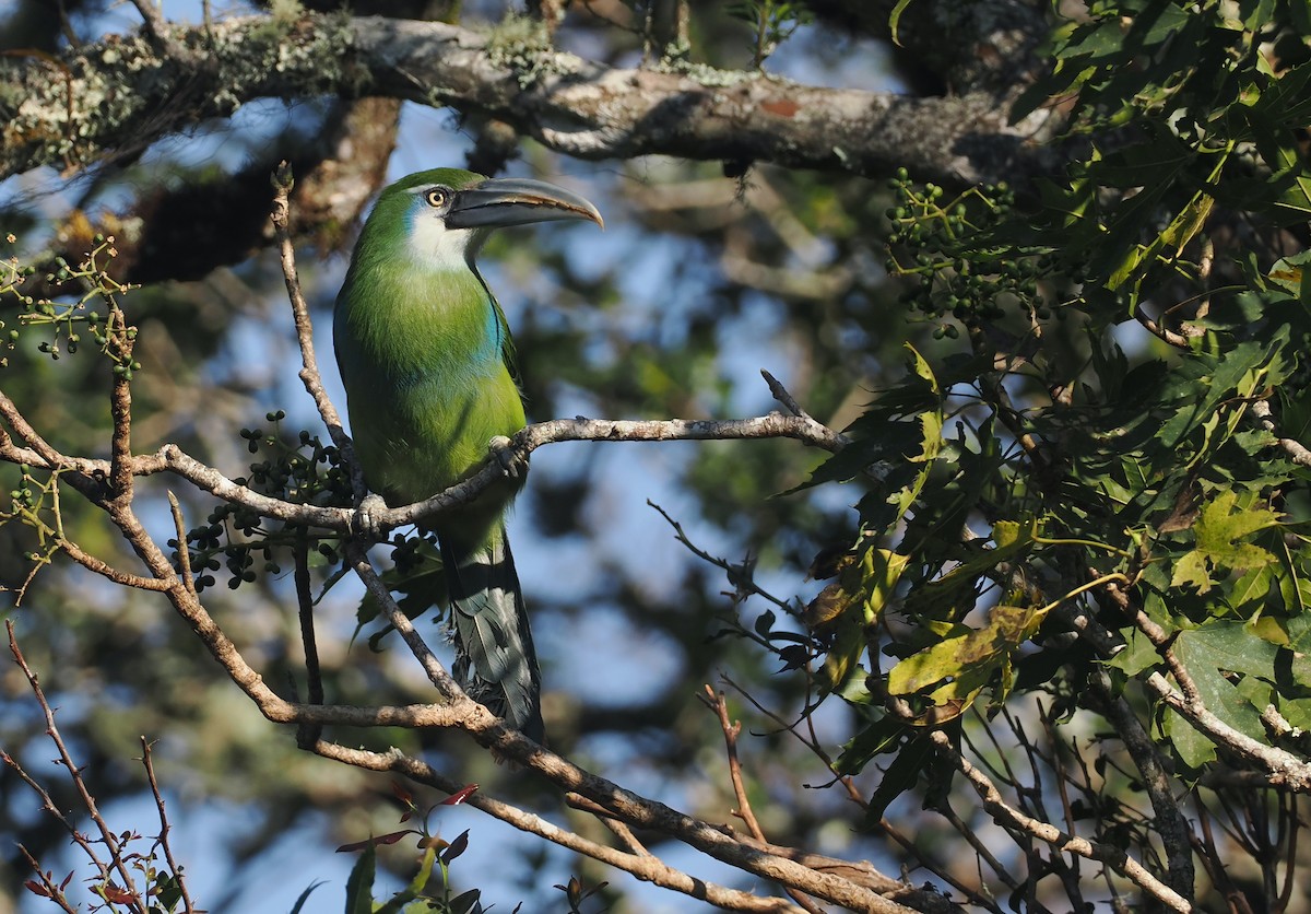 Blue-banded Toucanet - ML646327334