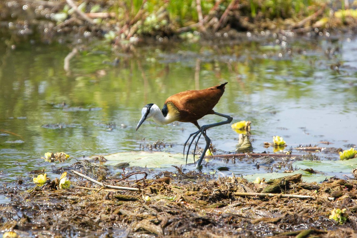 Afrika Jakanası - ML646327340