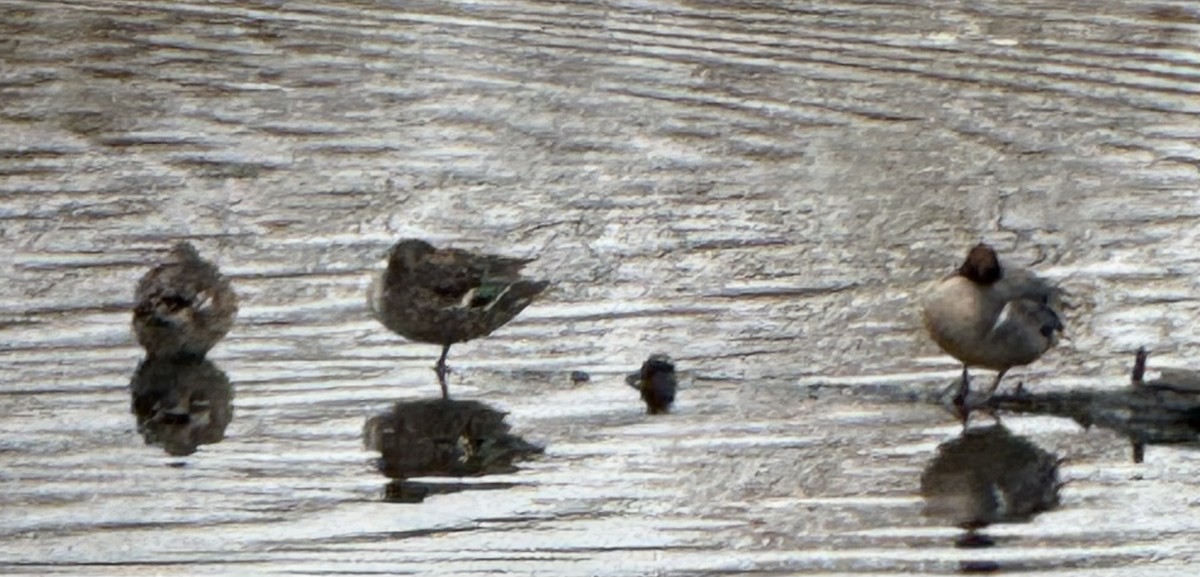 Green-winged Teal - ML646327345