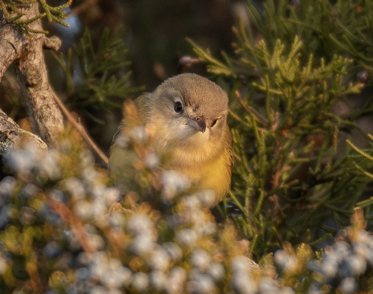 Bell's Vireo - ML646327346