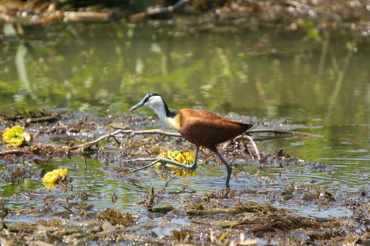 Afrika Jakanası - ML646327350