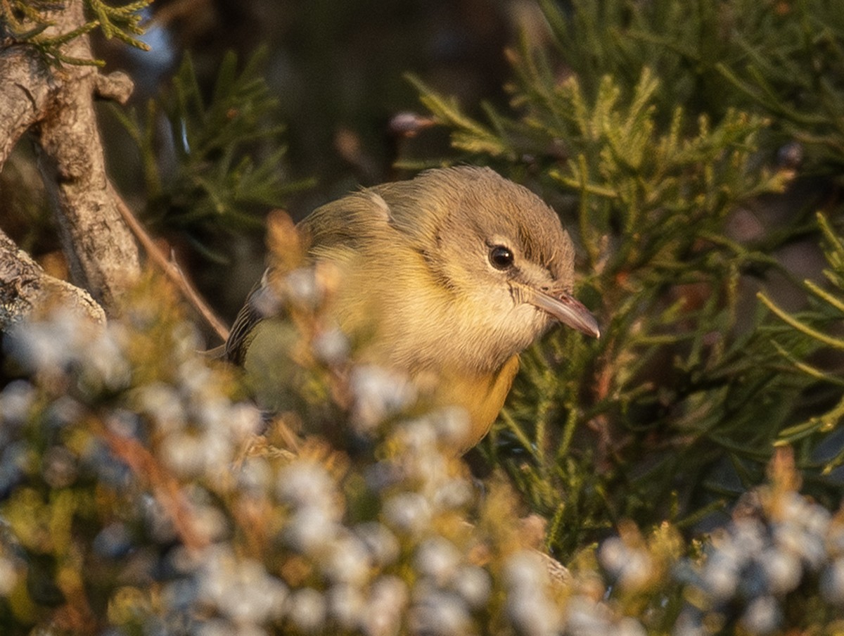 Bell's Vireo - ML646327354