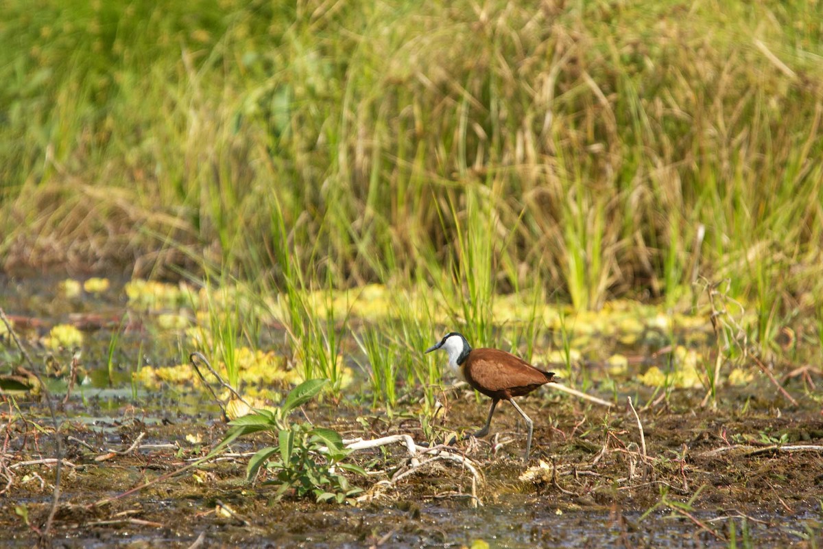 Afrika Jakanası - ML646327356