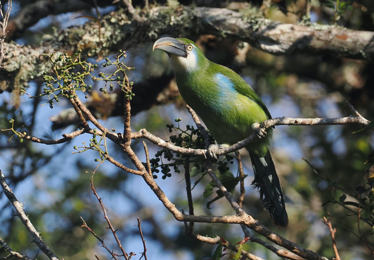 Blue-banded Toucanet - ML646327358