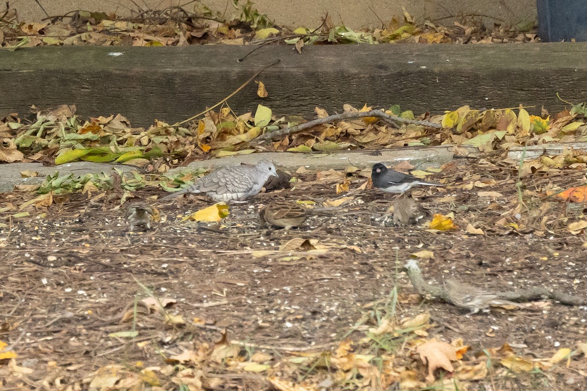 Inca Dove - ML646327359