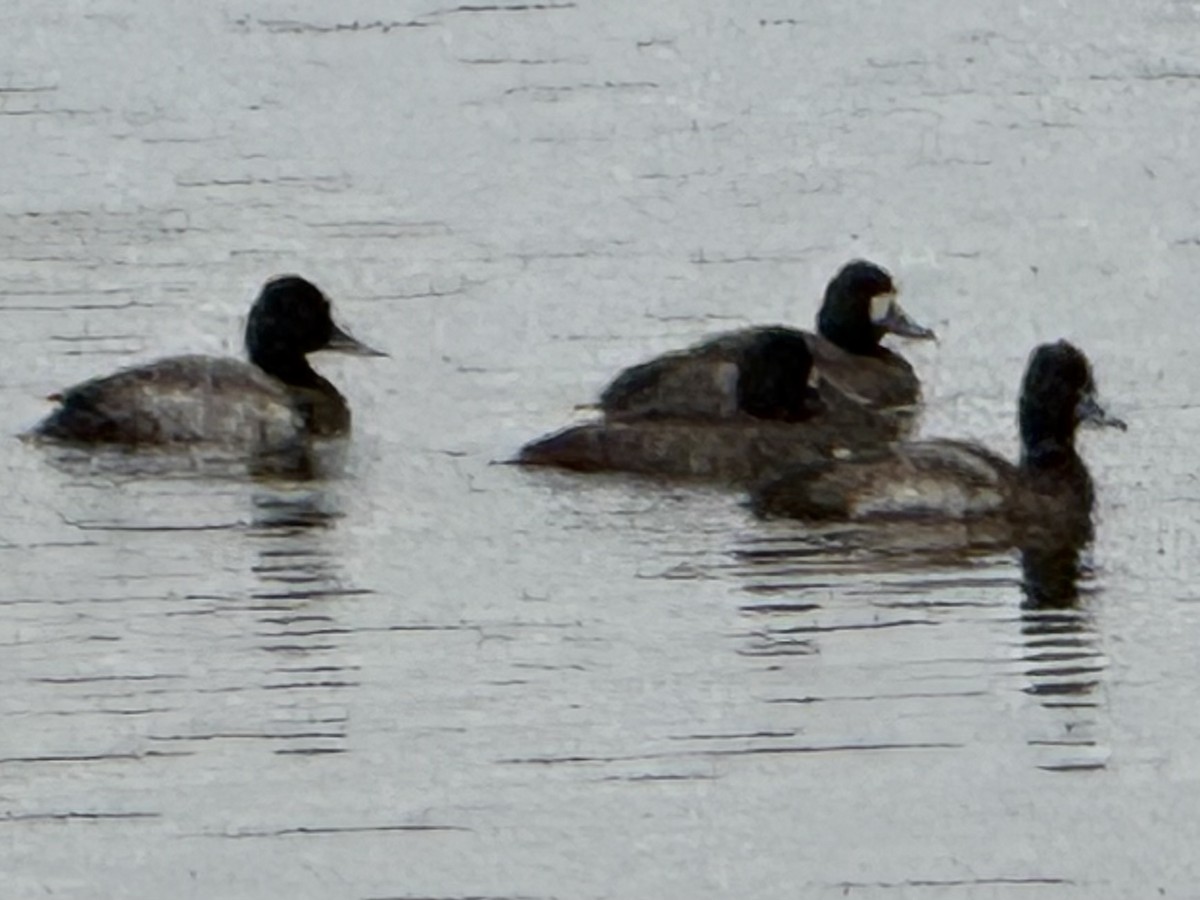 Greater Scaup - ML646327360