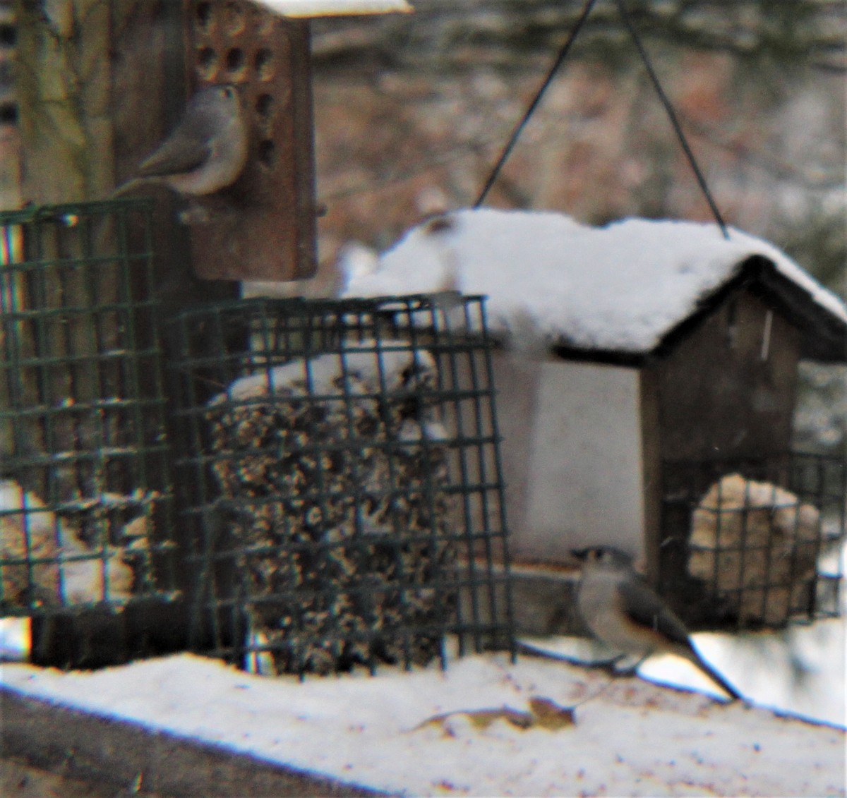 Tufted Titmouse - ML646327362