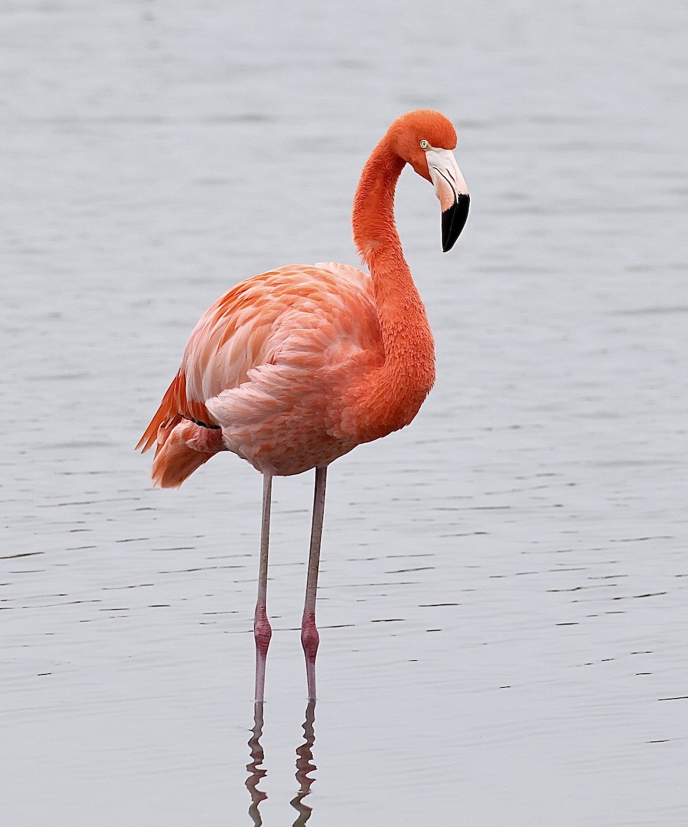 American Flamingo - ML646327365