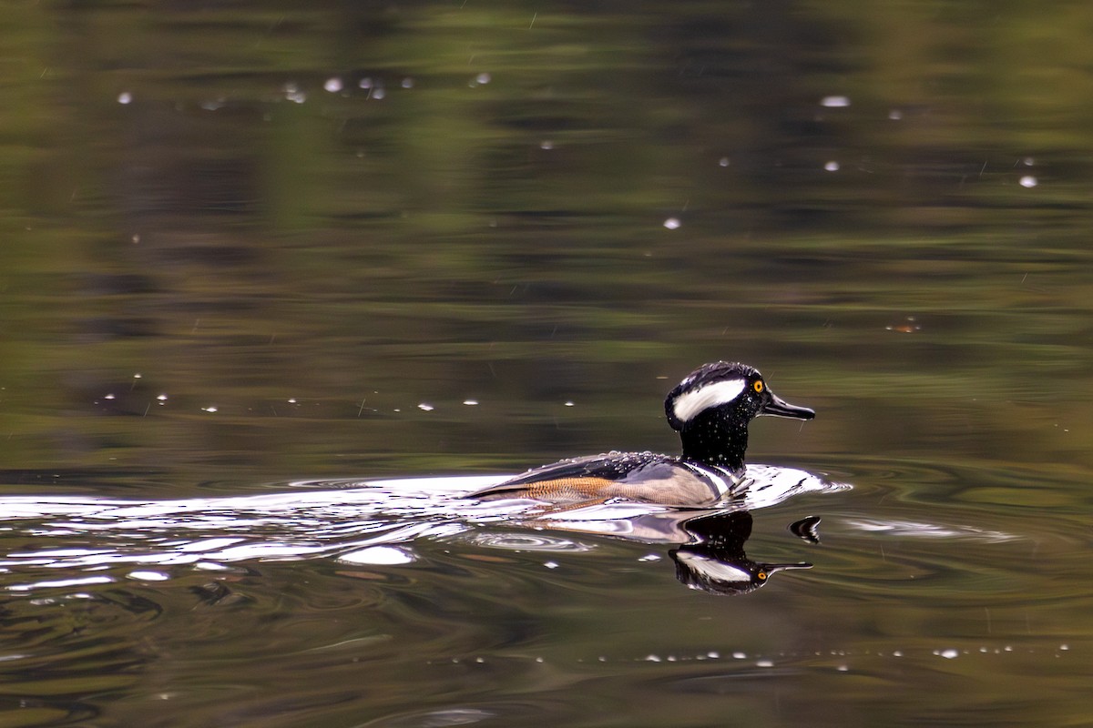 morčák chocholatý - ML646327366