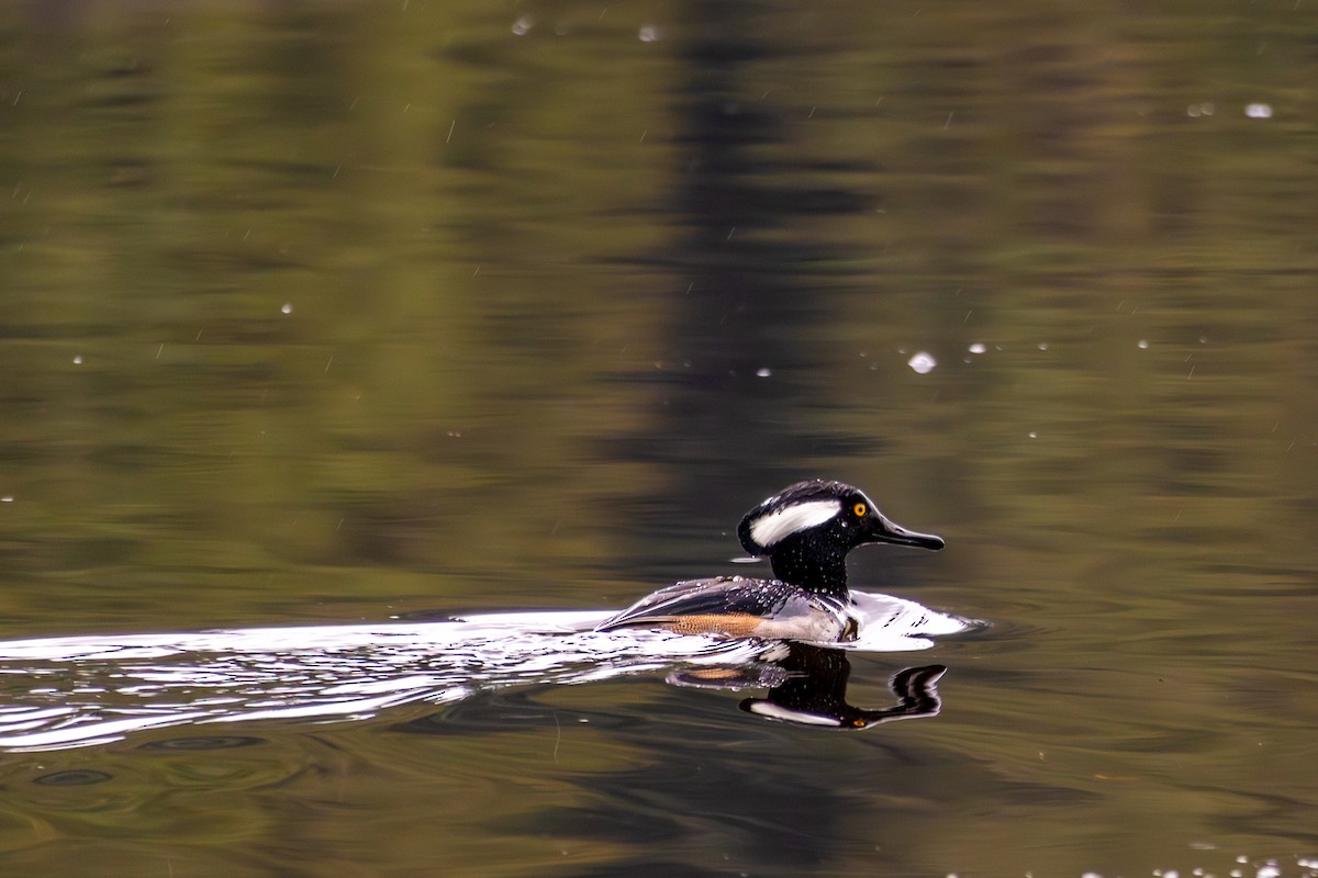 morčák chocholatý - ML646327367