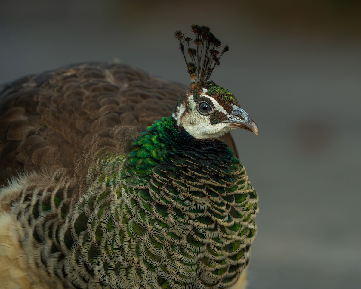 Indian Peafowl (Domestic type) - ML646327369