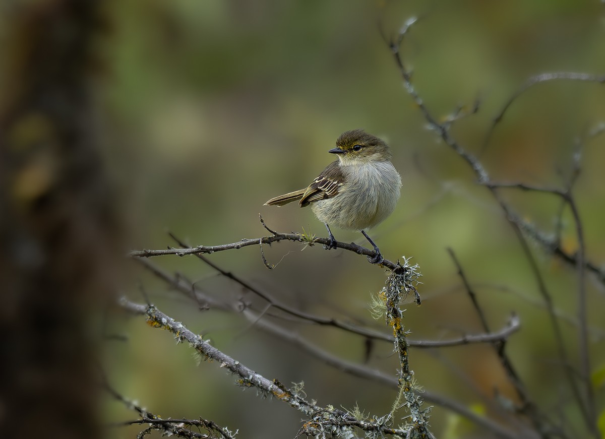 Peruvian Tyrannulet (Loja) - ML646327370