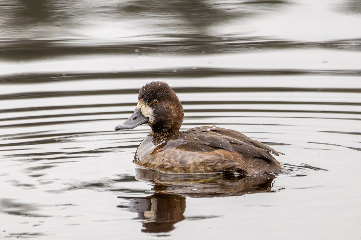 polák vlnkovaný - ML646327373