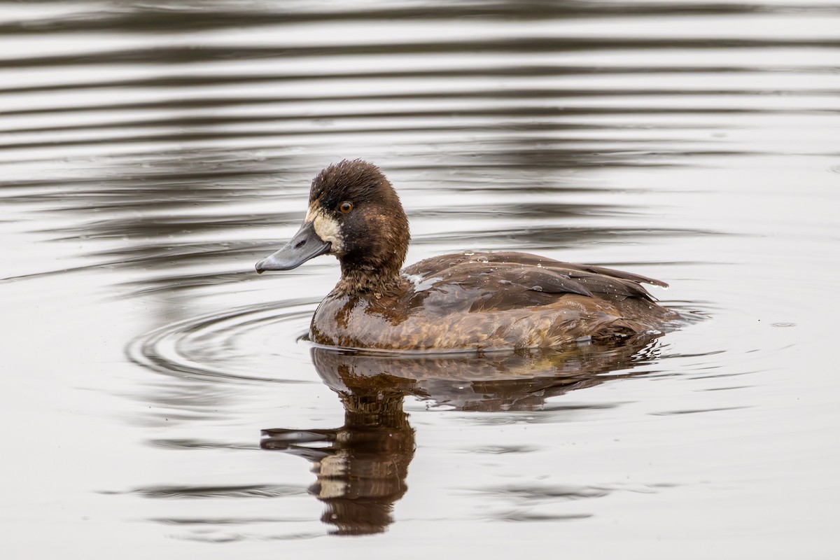 polák vlnkovaný - ML646327375