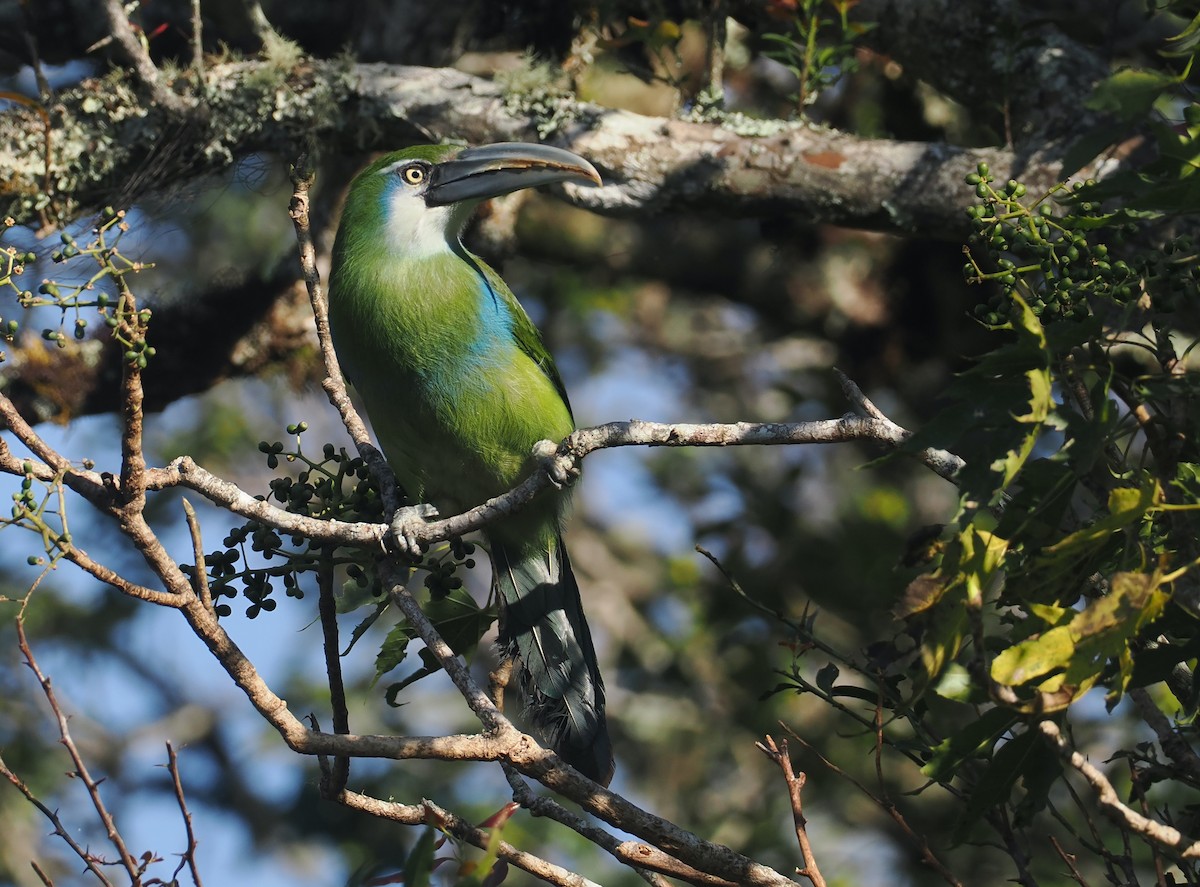 Blue-banded Toucanet - ML646327379
