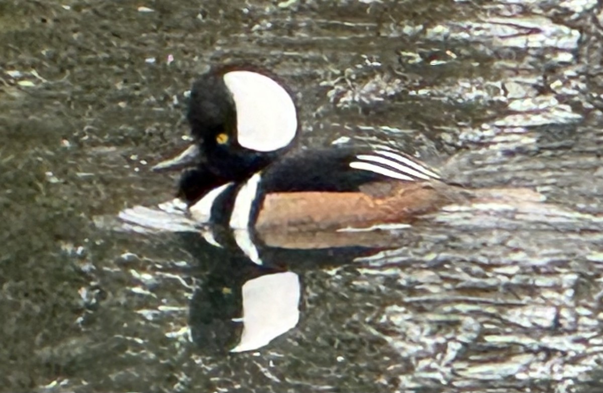 Hooded Merganser - ML646327381